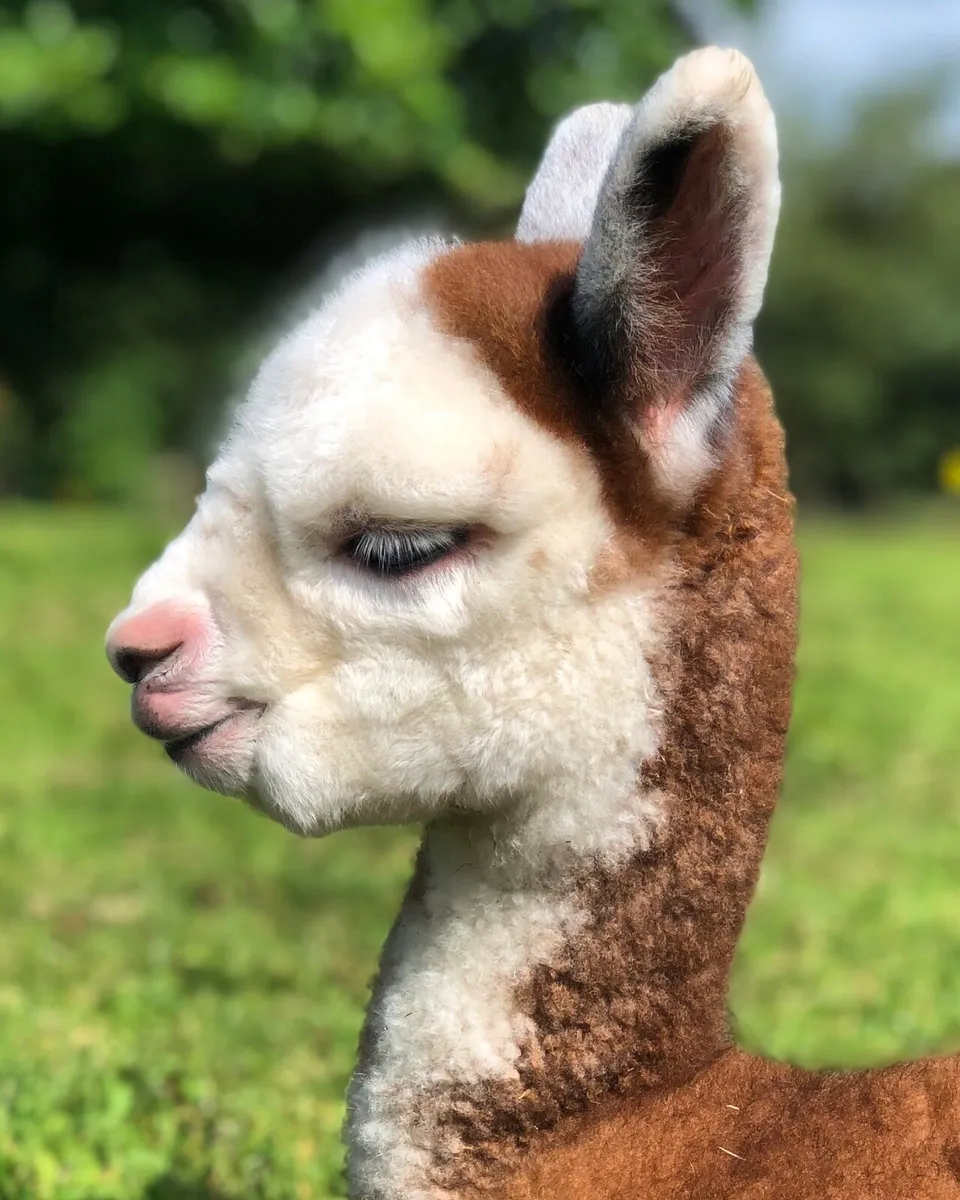 Alpacas - Image 4