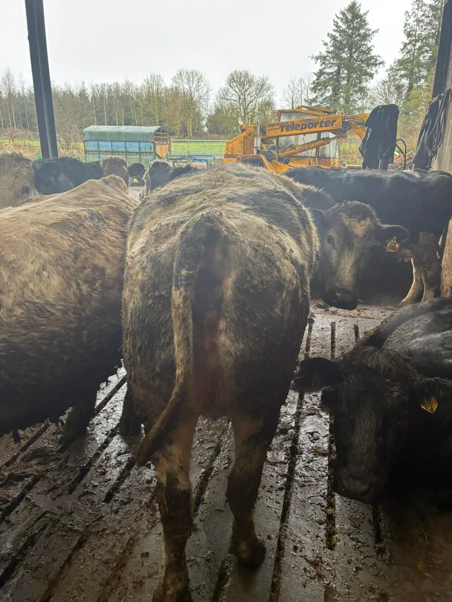 Castlerea mart the 15th 10 forward culls - Image 4