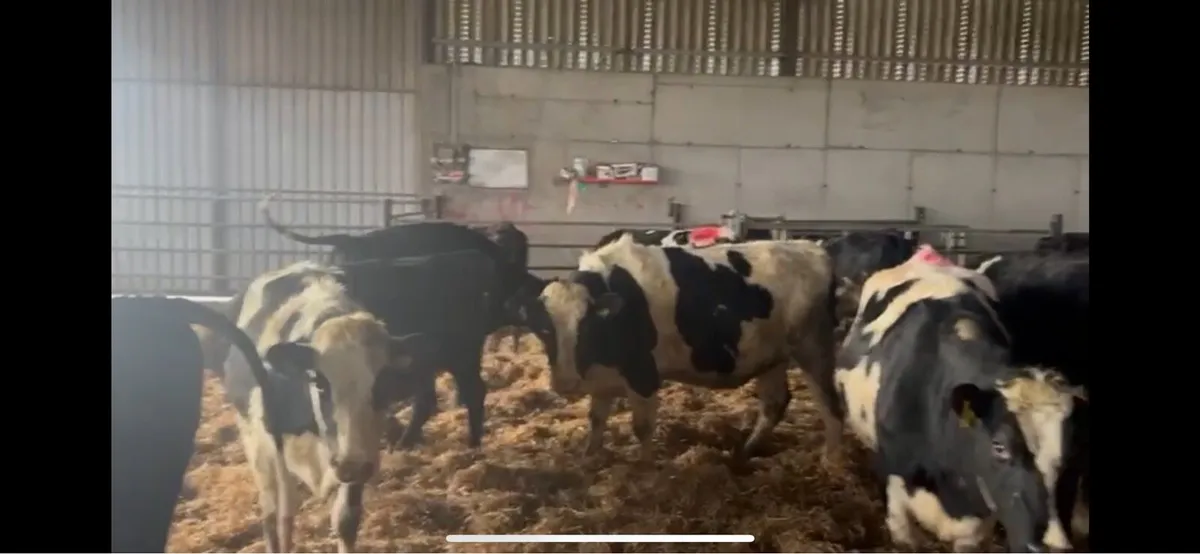 22 Incalf heifers - Image 2