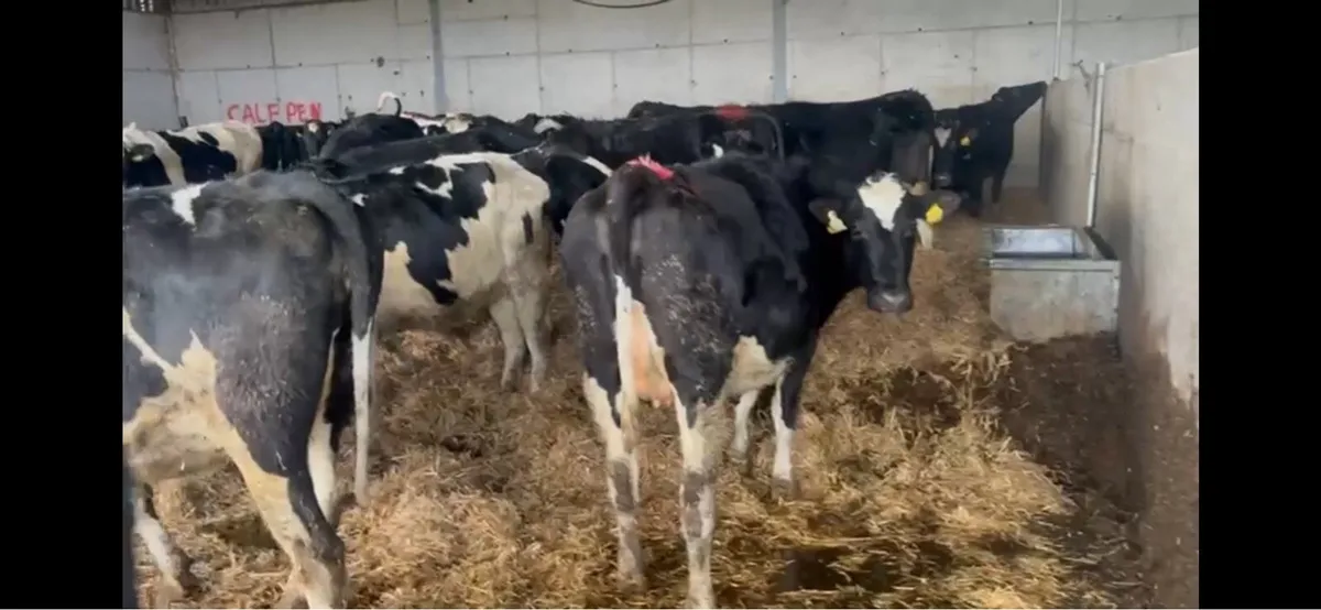 22 Incalf heifers - Image 1