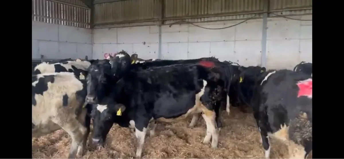 22 Incalf heifers - Image 3