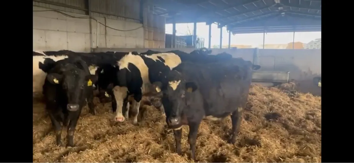 22 Incalf heifers - Image 4