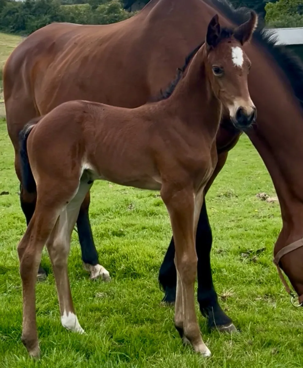 Superb Jorado x Contender Filly - Image 3