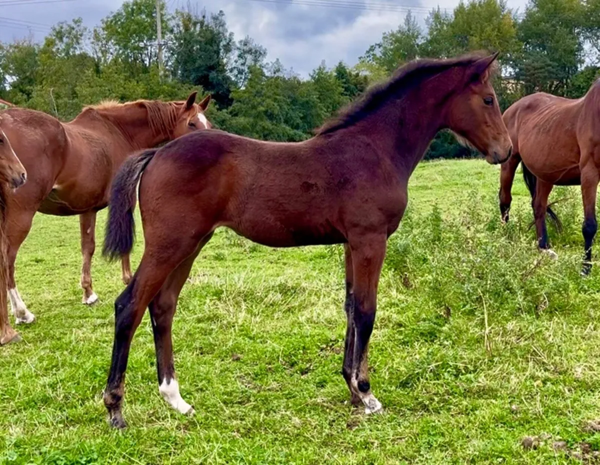 Superb Jorado x Contender Filly - Image 1