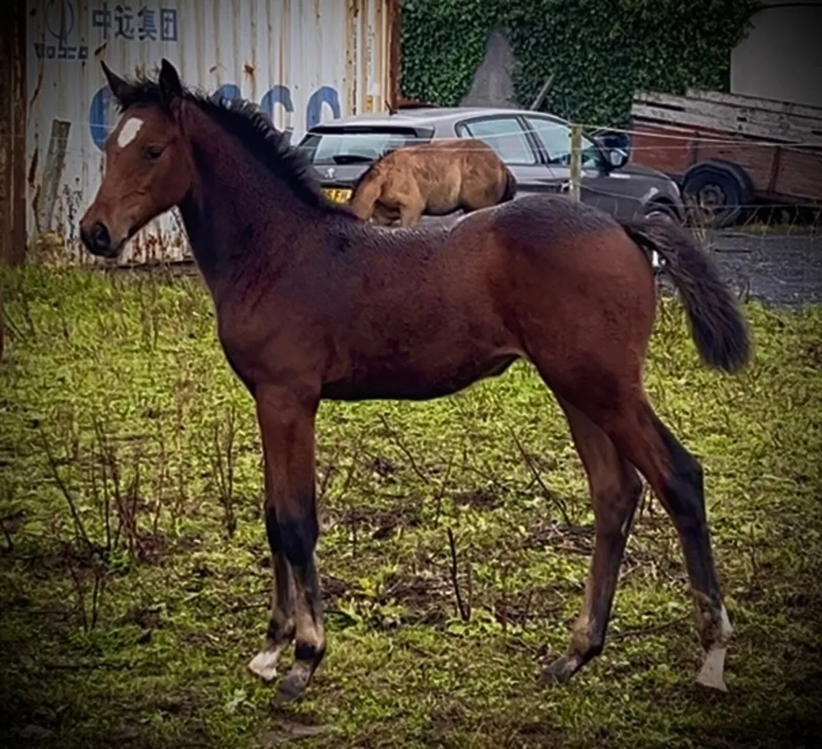 Superb Jorado x Contender Filly - Image 2