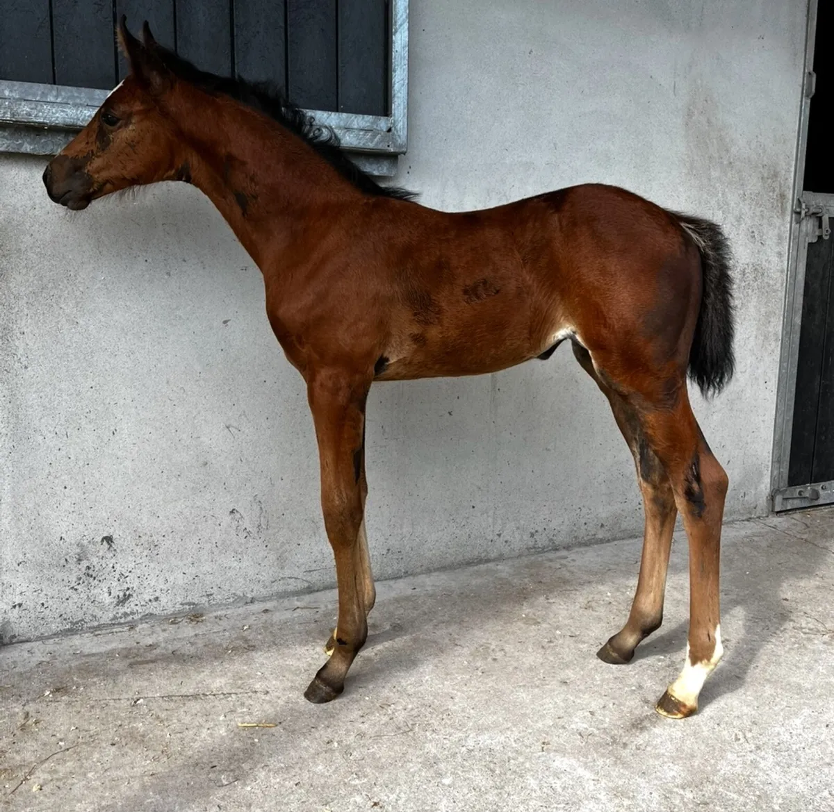 Superb Jorado x Contender Filly - Image 4