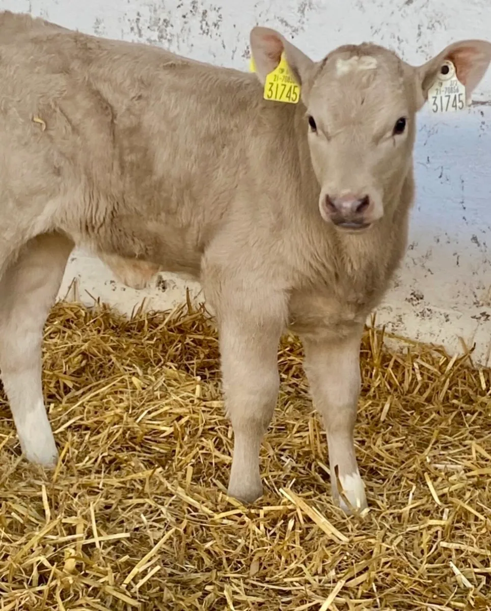 C M C CALF SUPPLIES THE HOME OF QUALITY CALVES - Image 2