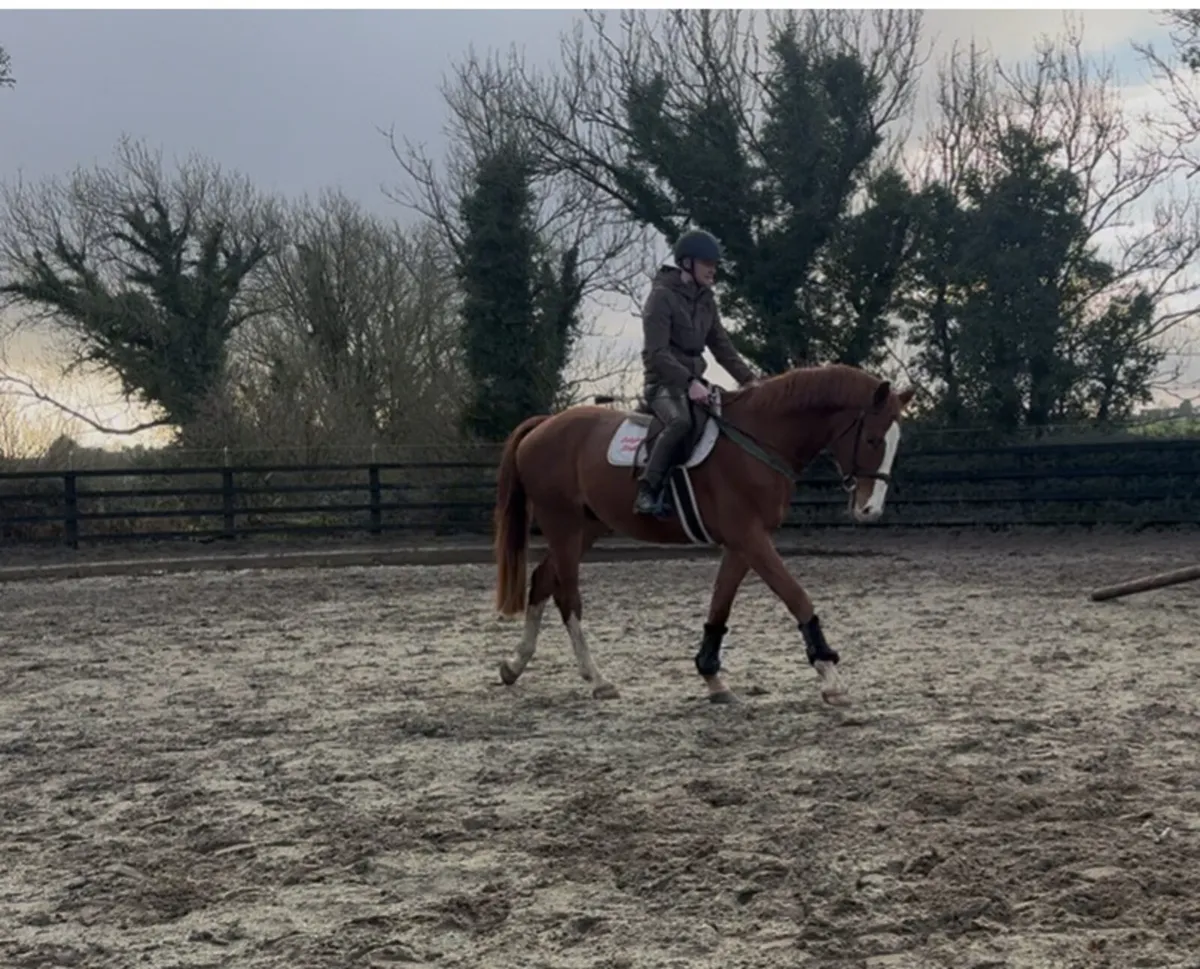 German 4 year old Dressage Gelding - Image 3