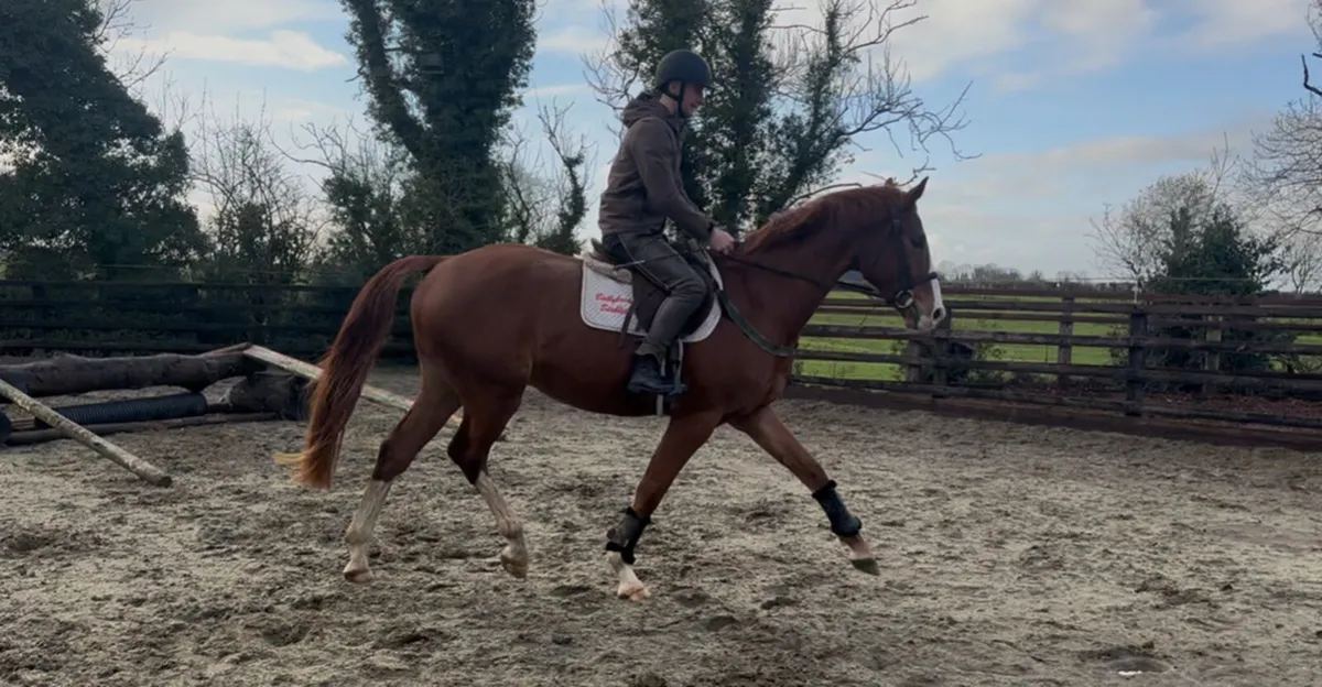 German 4 year old Dressage Gelding - Image 4