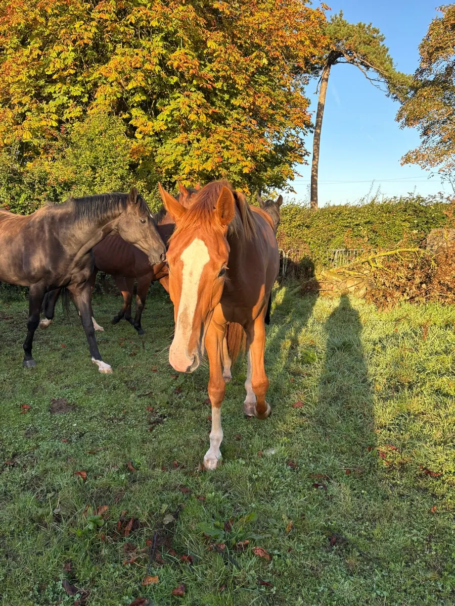 German 4 year old Dressage Gelding - Image 1