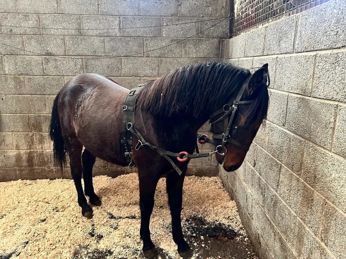 Breaking & Training - Image 2