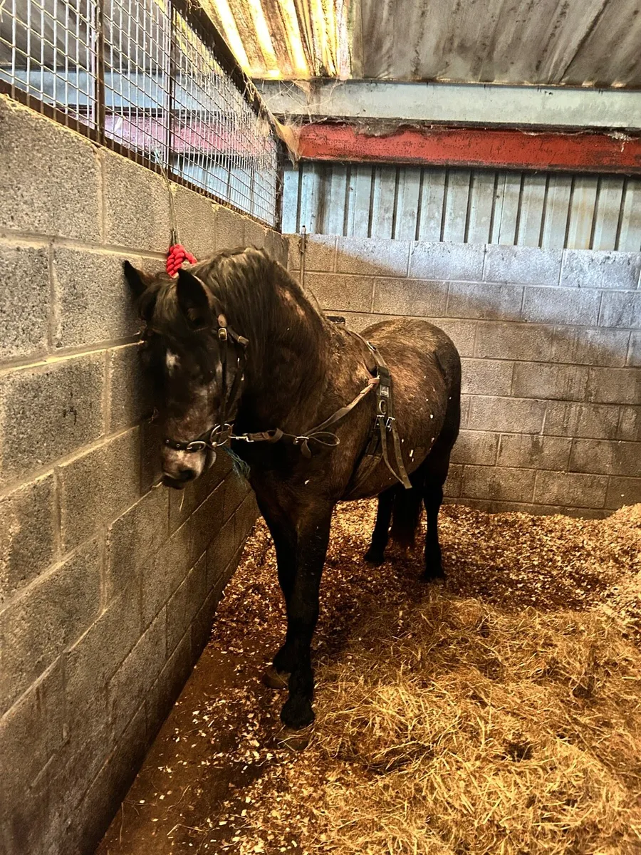 Breaking & Training - Image 3