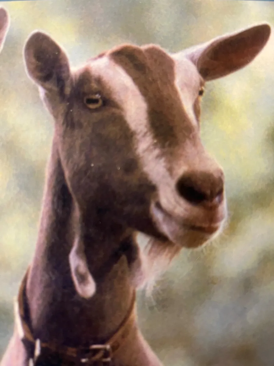 Goats - Image 2