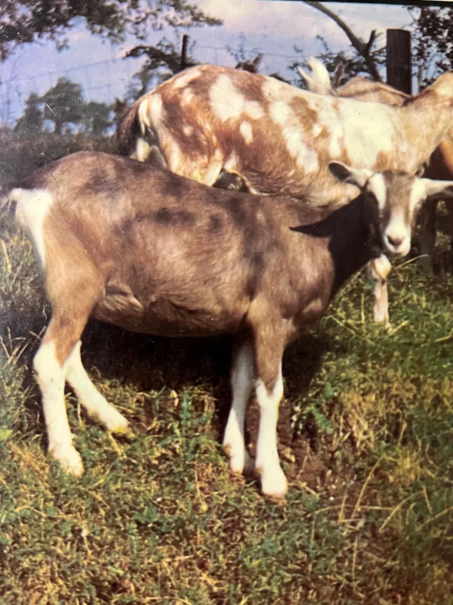 Goats - Image 3