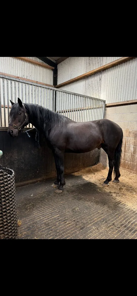 16'1 hh horse - Image 1