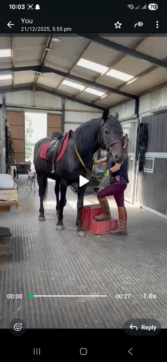 16'1 hh horse - Image 2