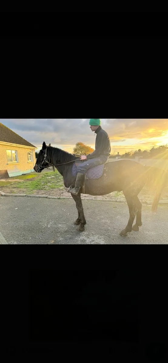 16'1 hh horse - Image 4