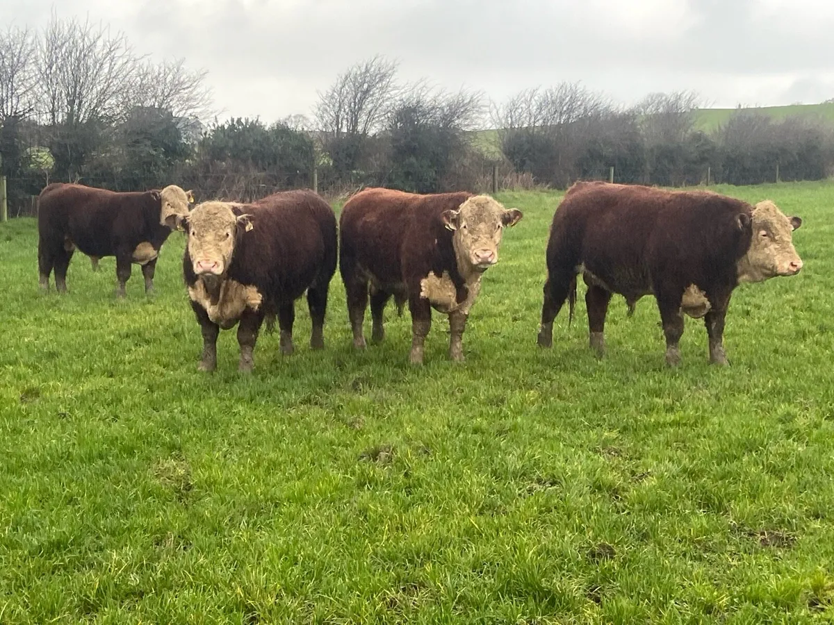 PBR HEREFORD BULLS - Image 4