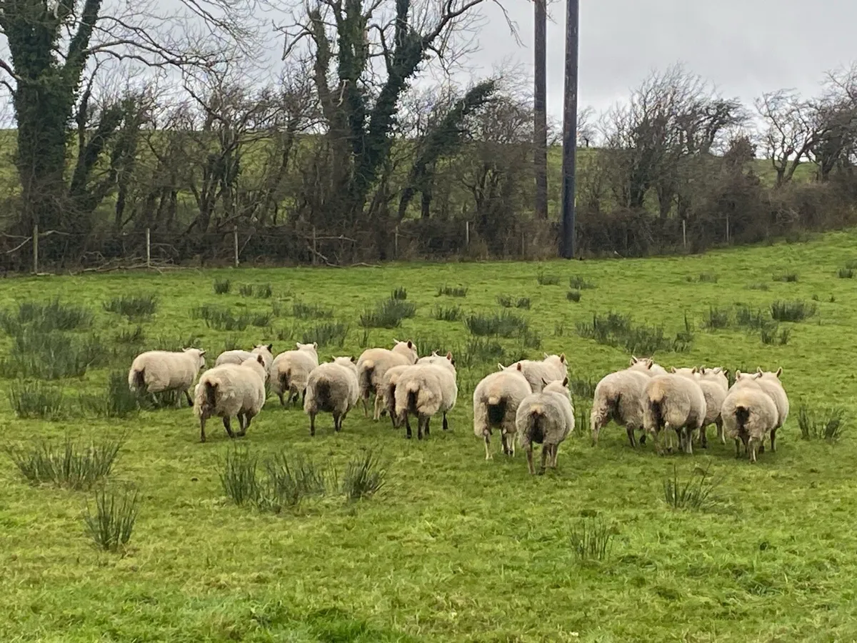 Organic Lambs - Image 2