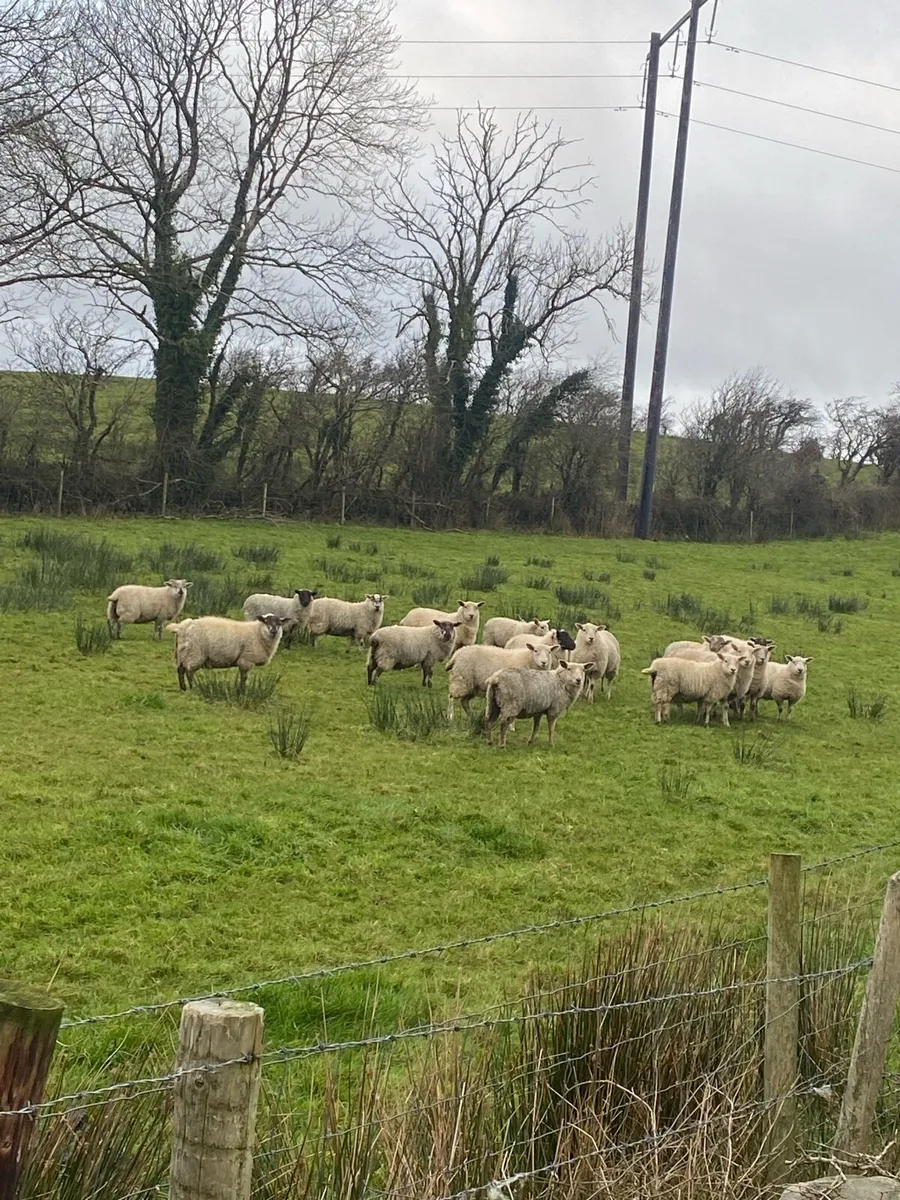 Organic Lambs - Image 1