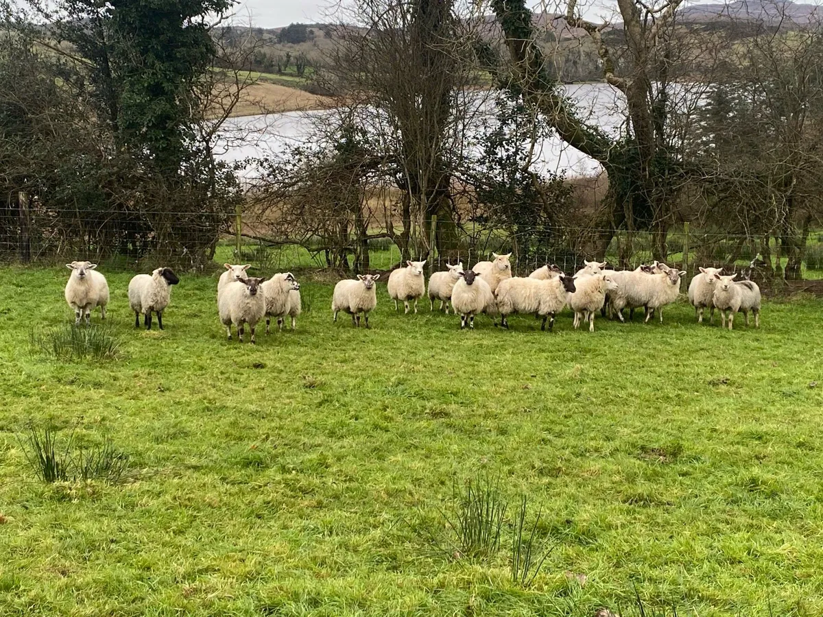 Organic Lambs - Image 3