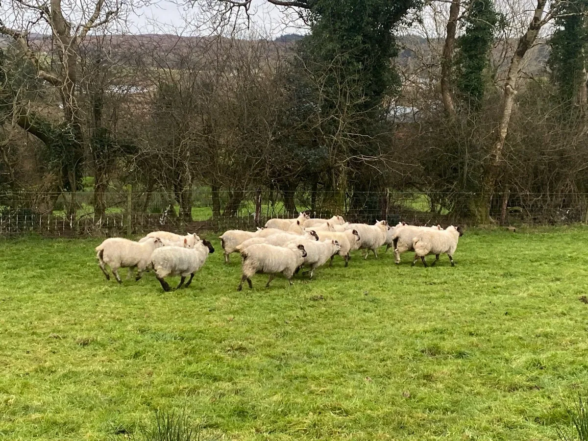 Organic Lambs - Image 4