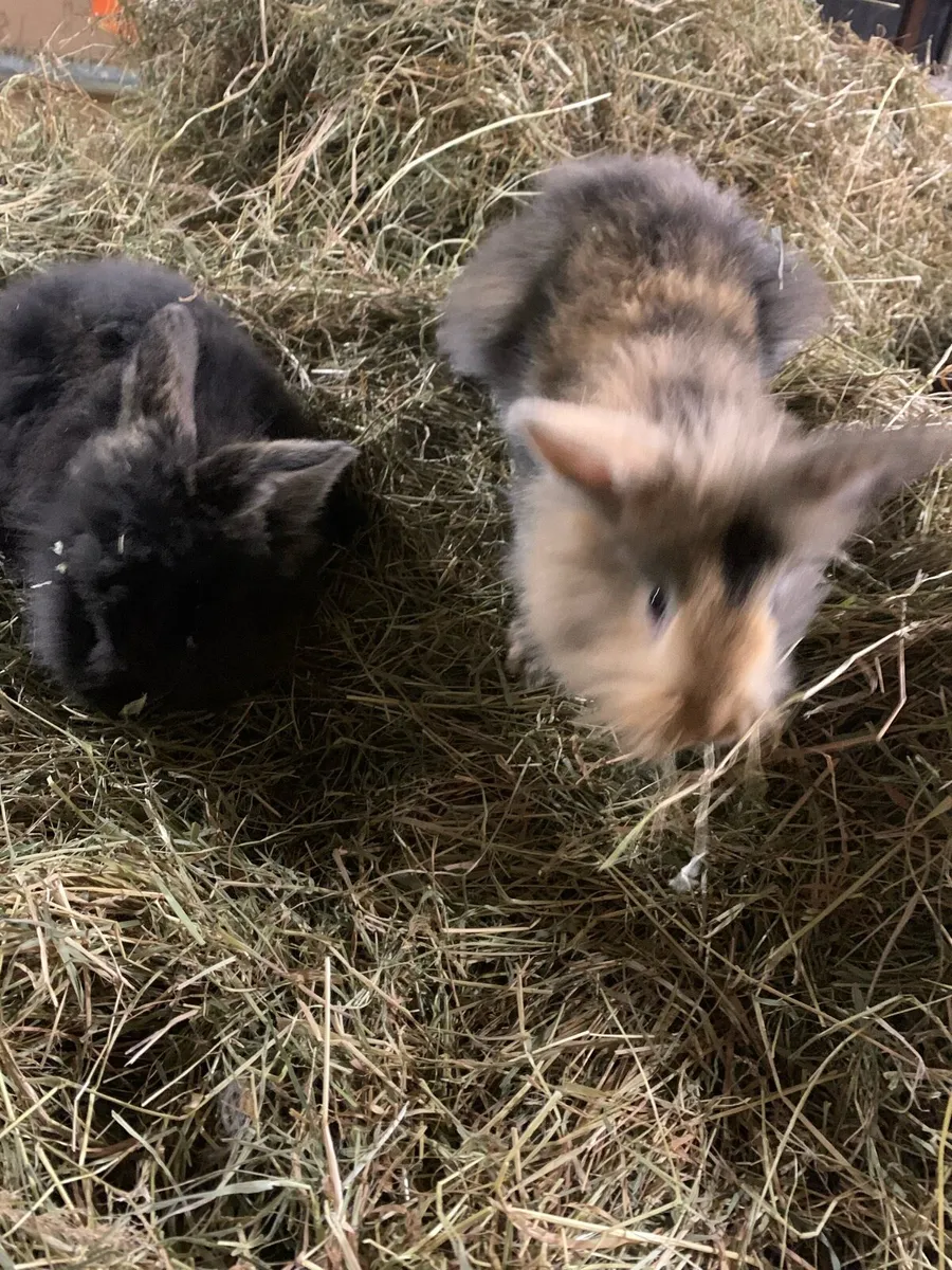 Baby rabbits - Image 4