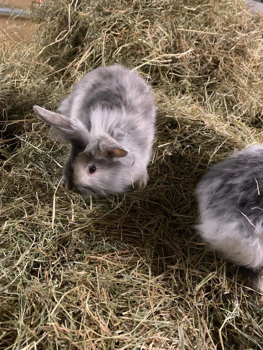 Baby rabbits - Image 3