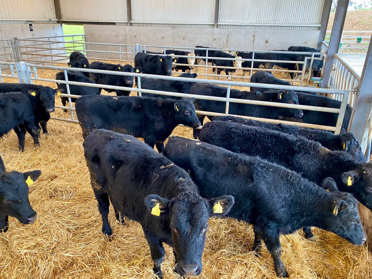 Angus & Herefords 300kg / 350kg - Image 1