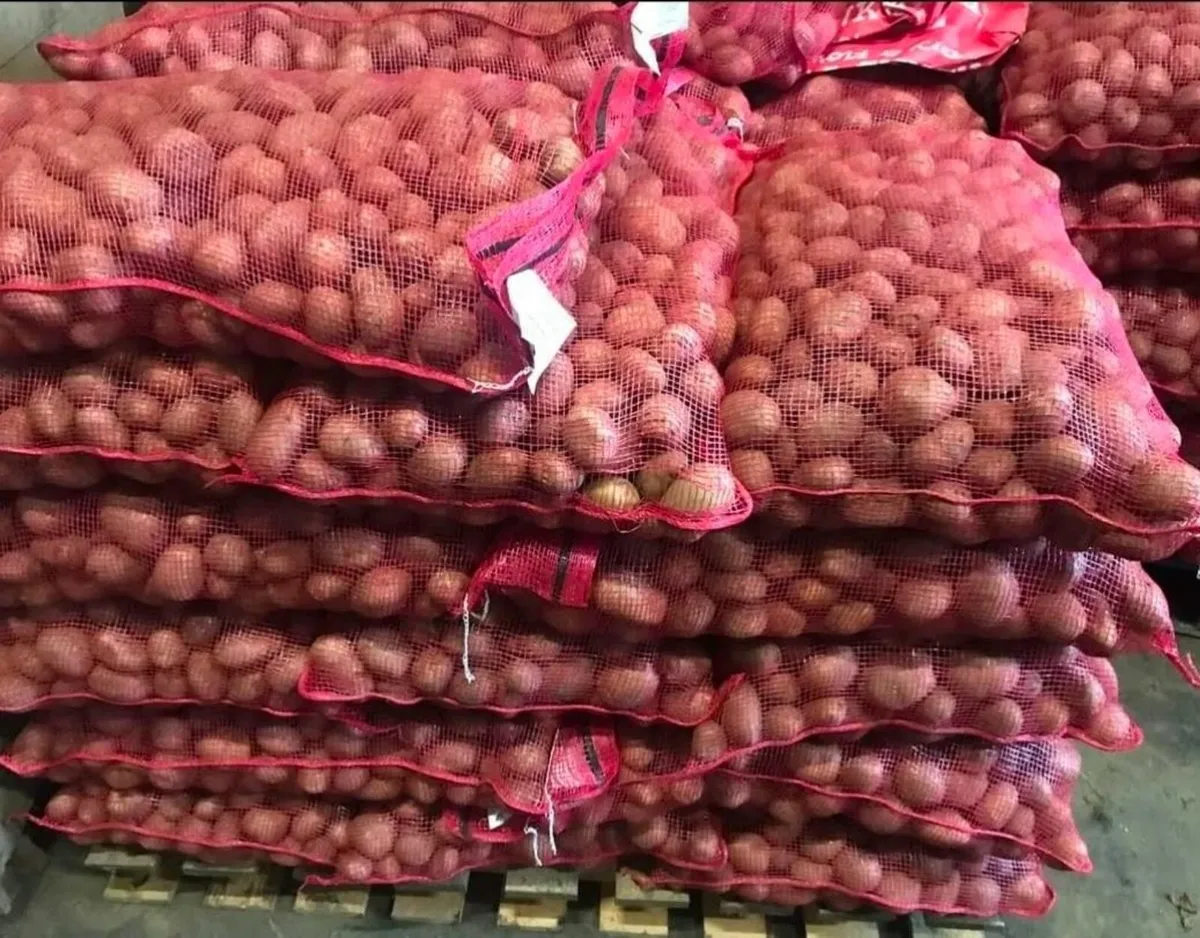 Certified British Queen Seed Potatoes - Image 2