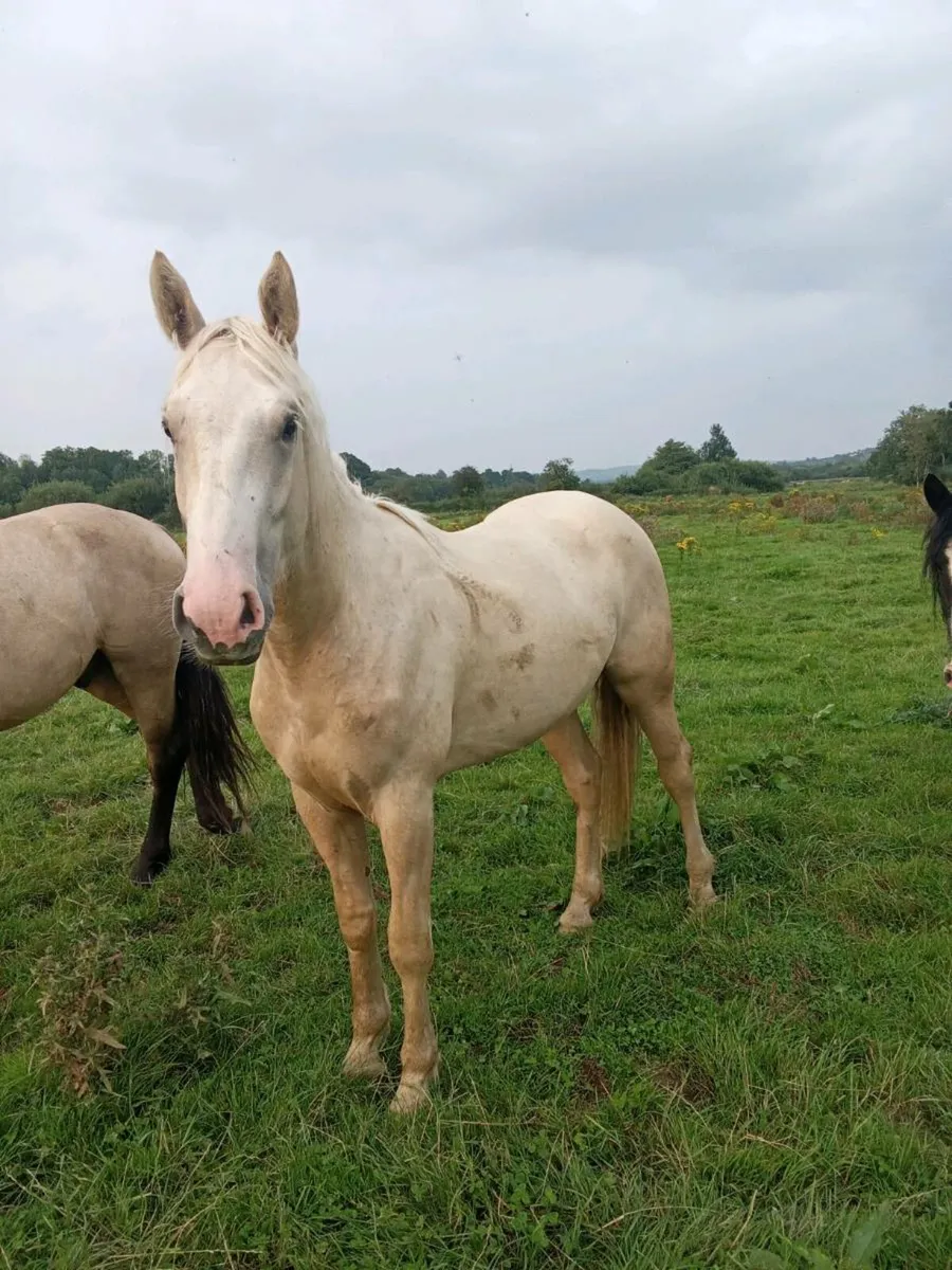 Buckskin and Palomino Geldings rising 3 year olds - Image 3