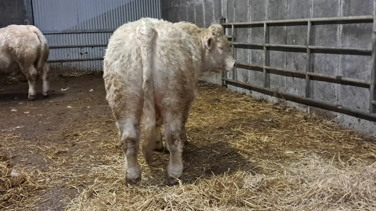5 star charolais bull - Image 1