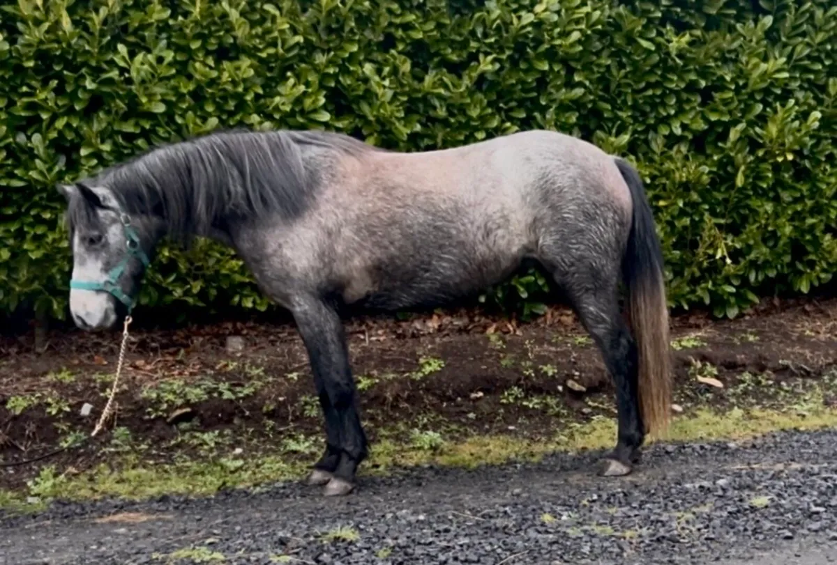 3 year old Connemara - Image 1