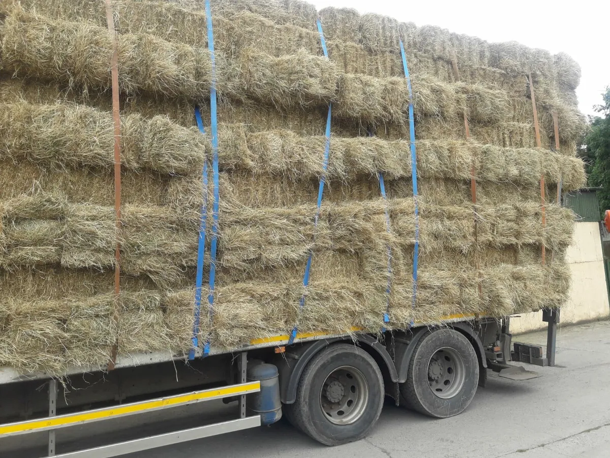 Small & Big Square bales of Barley Straw for sale - Image 2