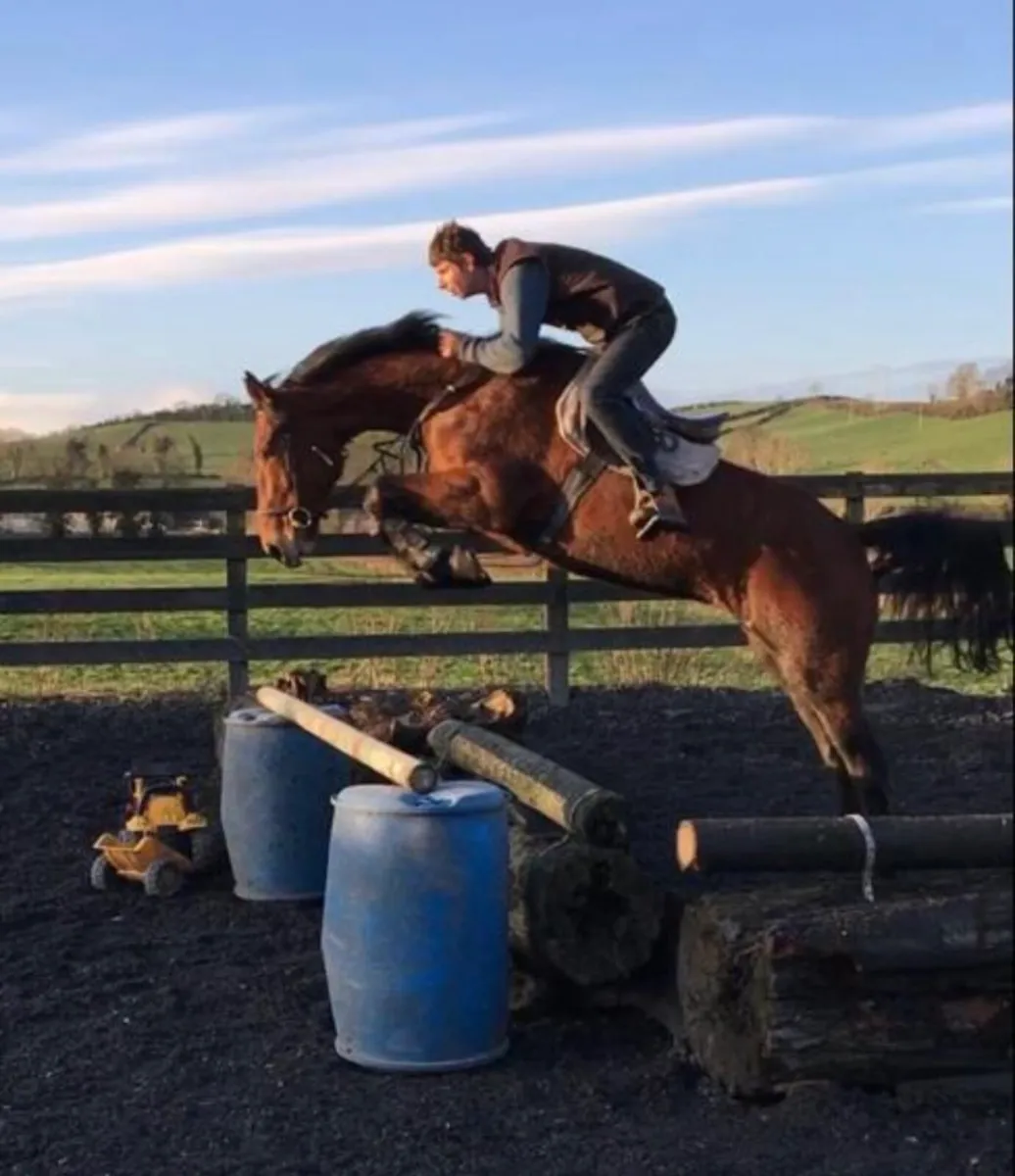 Broodmare In foal To Utamaro D'Ecaussines Z