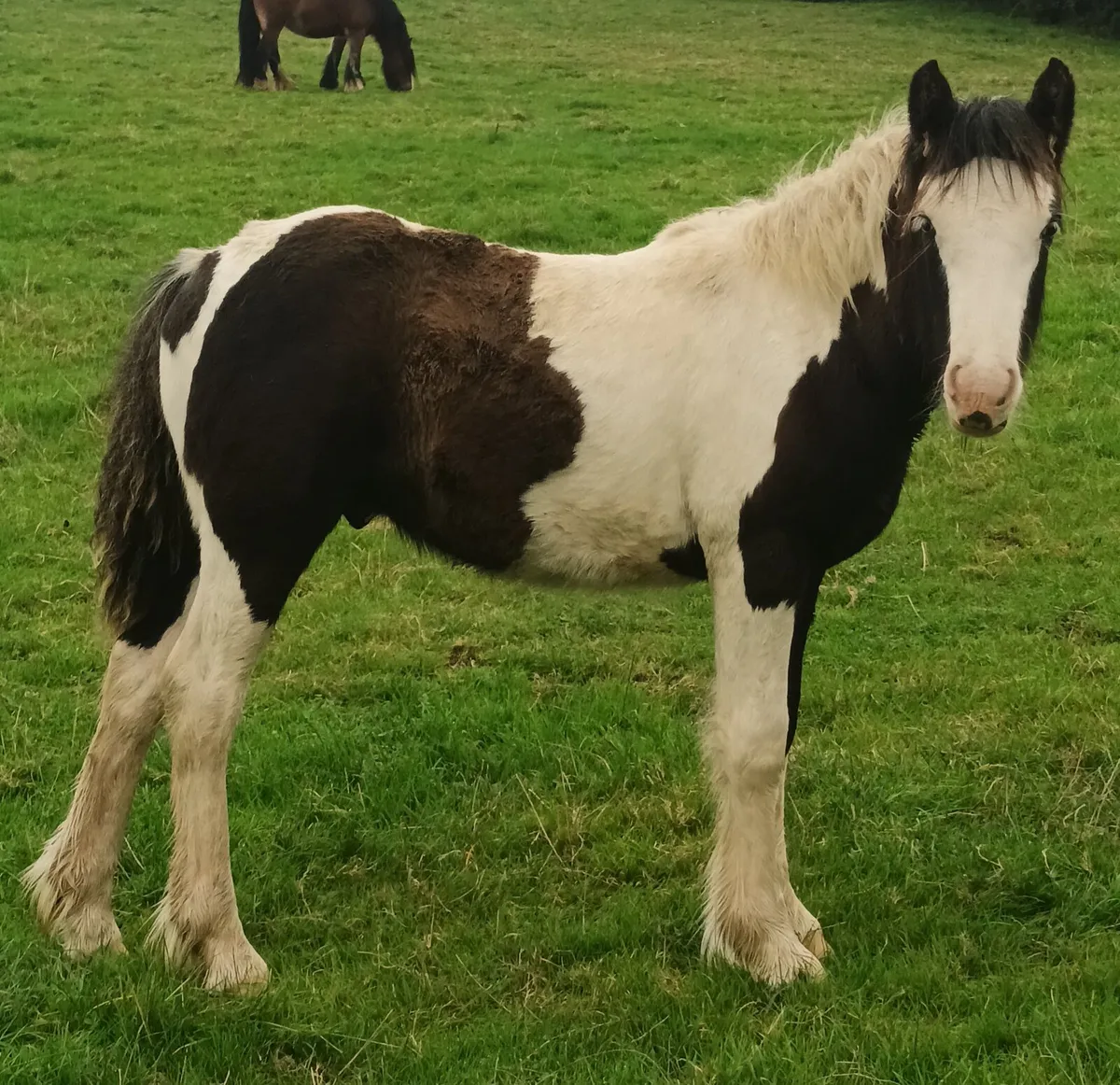 Future child's pony - Image 1