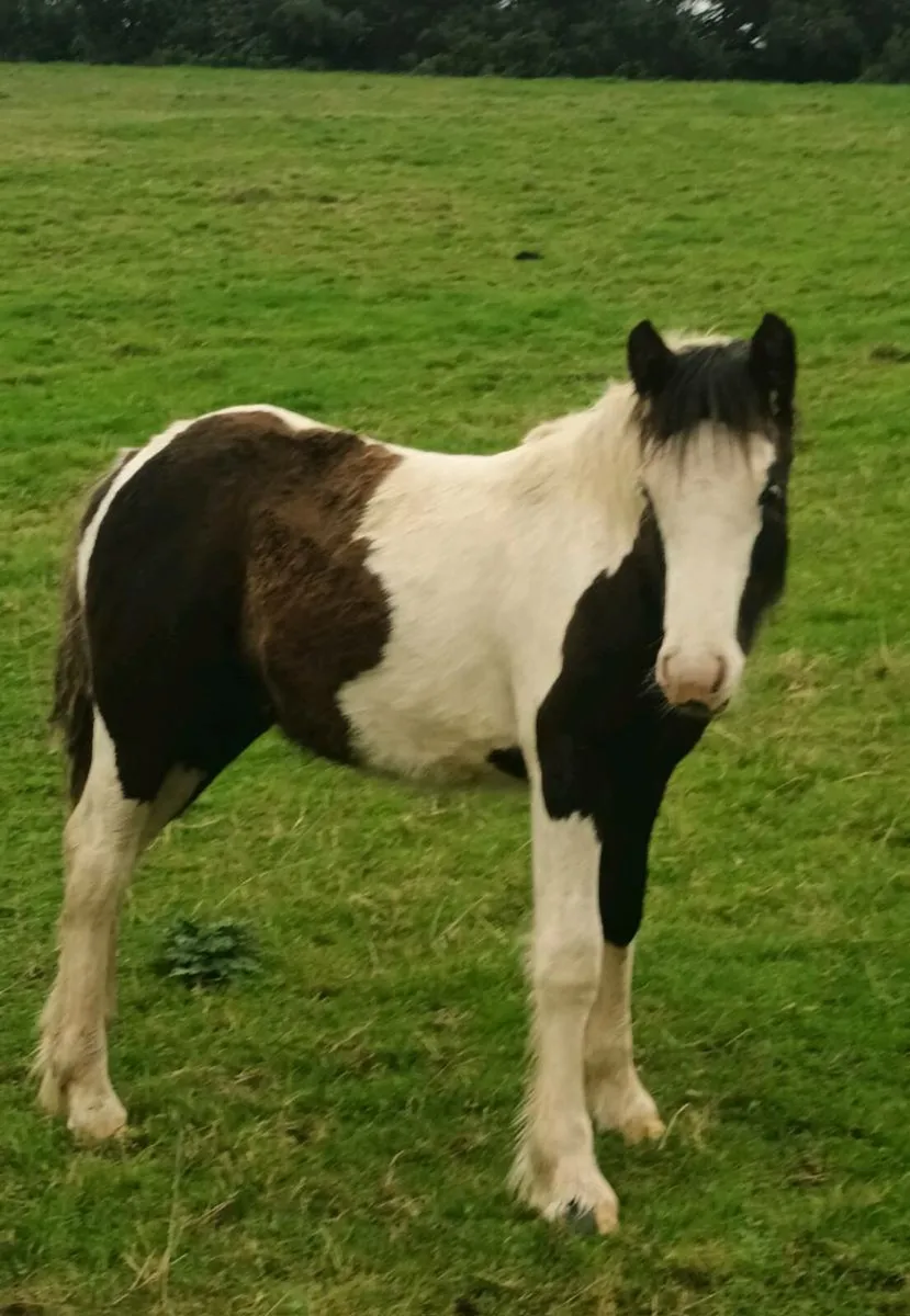 Future child's pony - Image 3