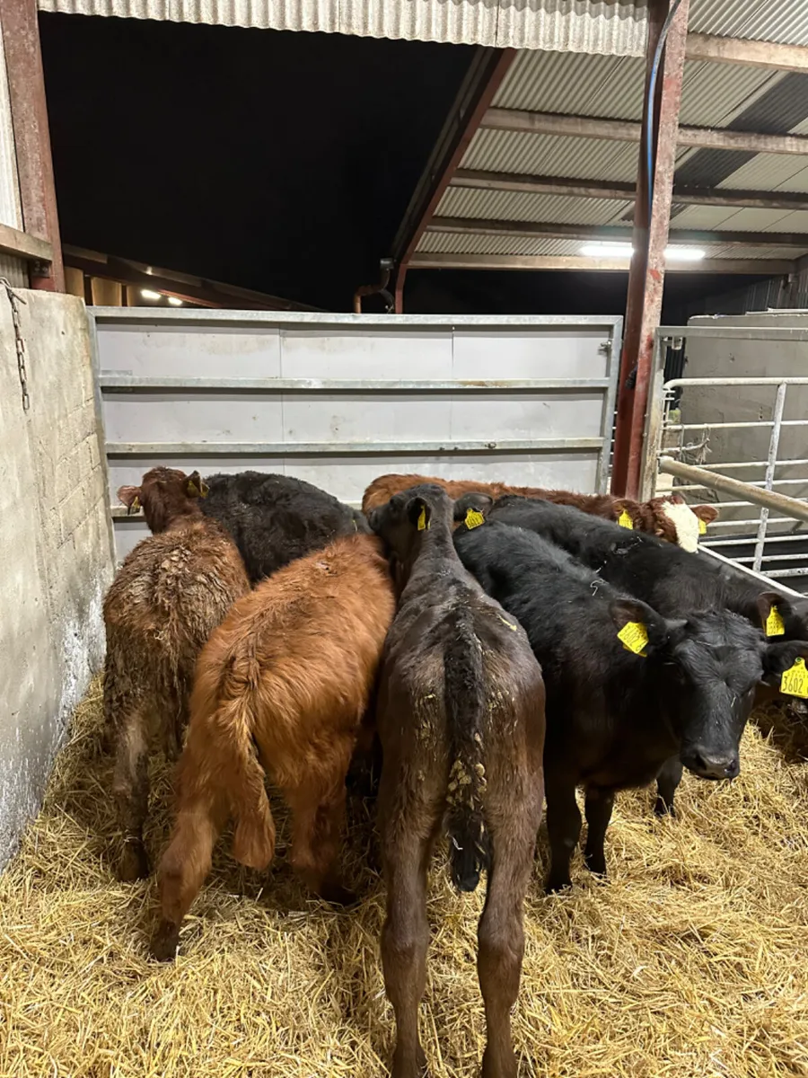 Lim heifers - Image 4