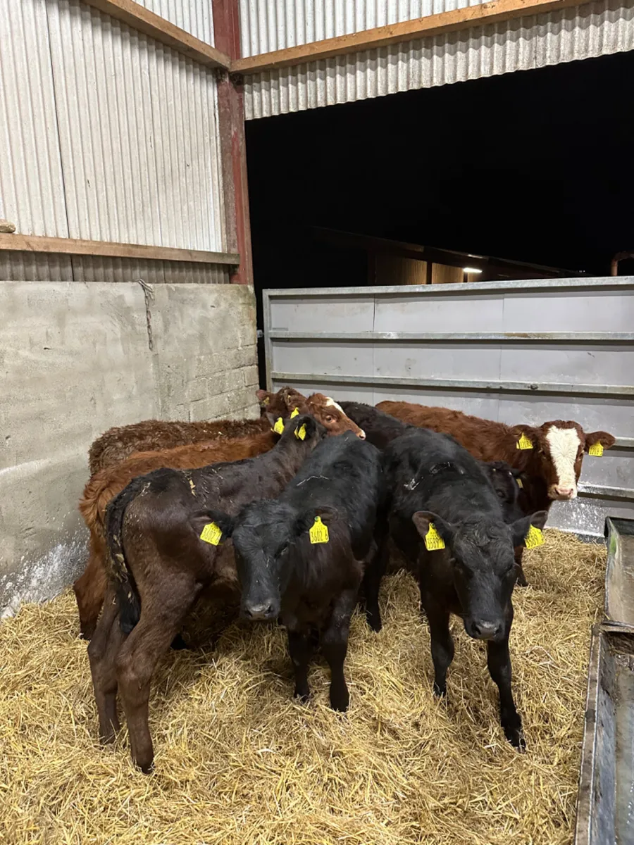 Lim heifers - Image 3
