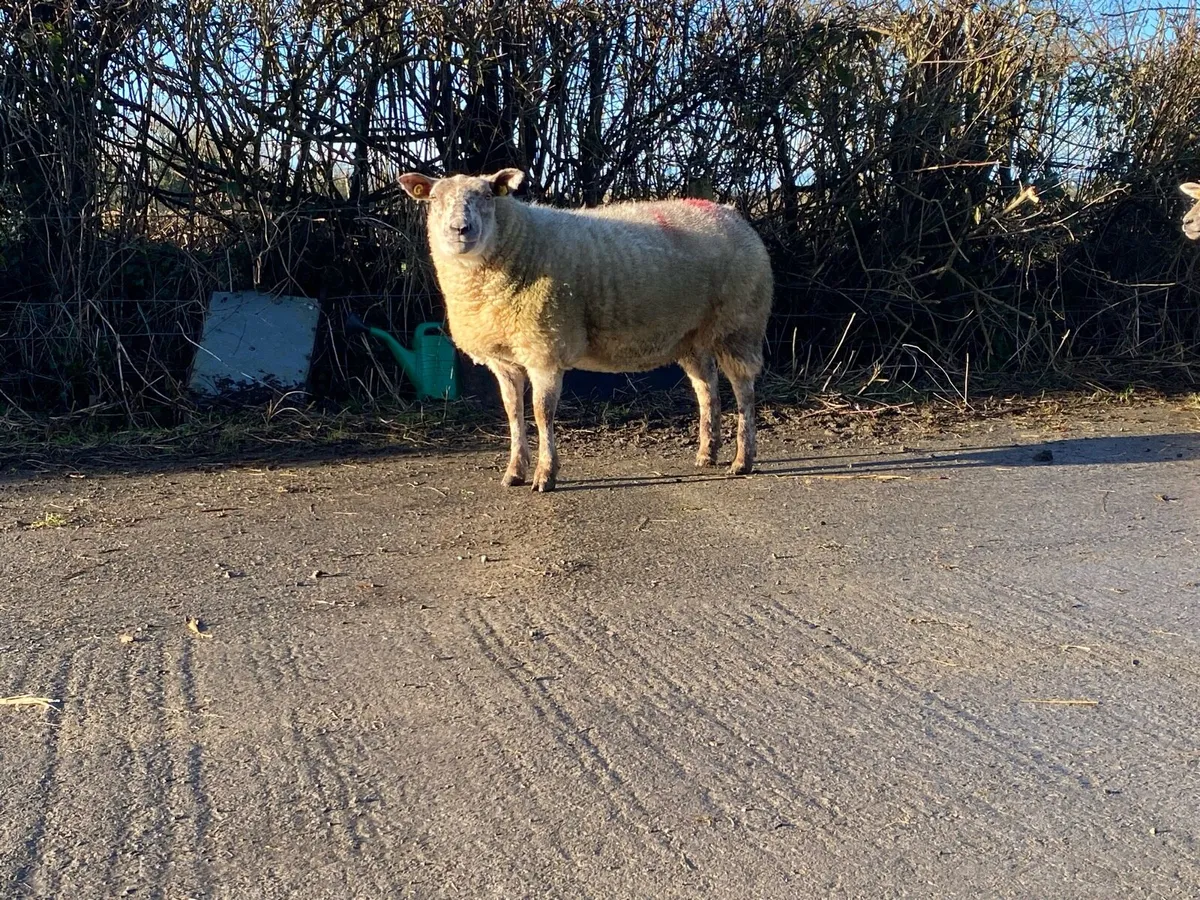 5 Inlamb Texel Cross Hoggets - Image 3