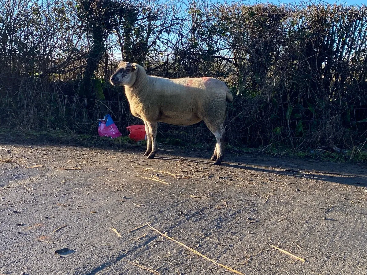 5 Inlamb Texel Cross Hoggets - Image 4