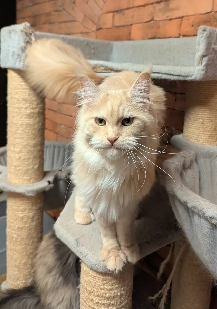 Maine coon girls - Image 2