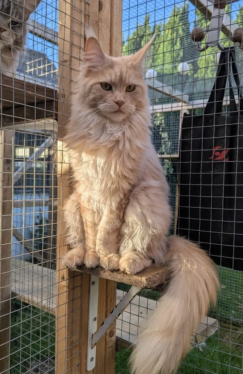 Maine coon girls - Image 4