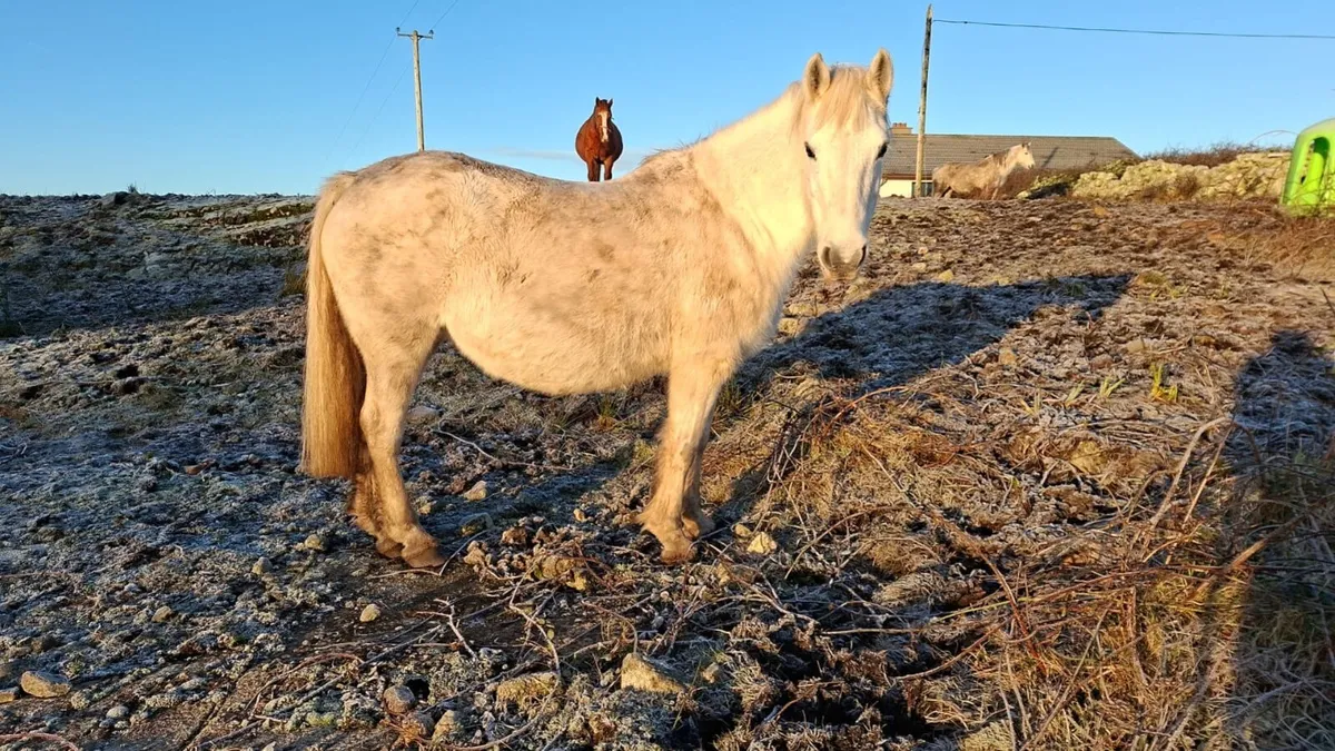 Melody Connemara mare - Image 3