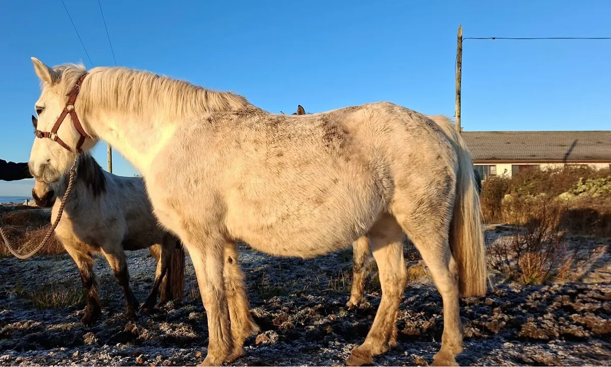 Melody Connemara mare - Image 4