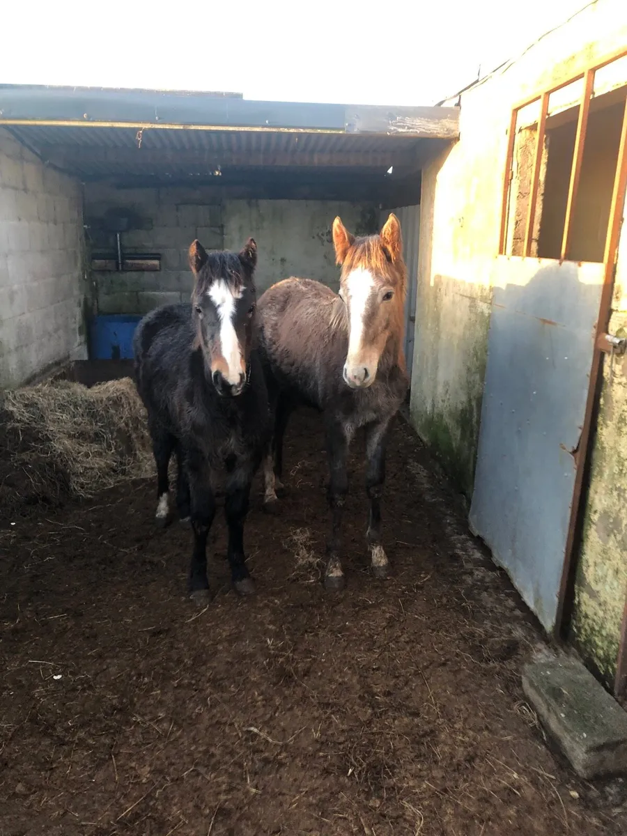 2 filly foals for sale - Image 1
