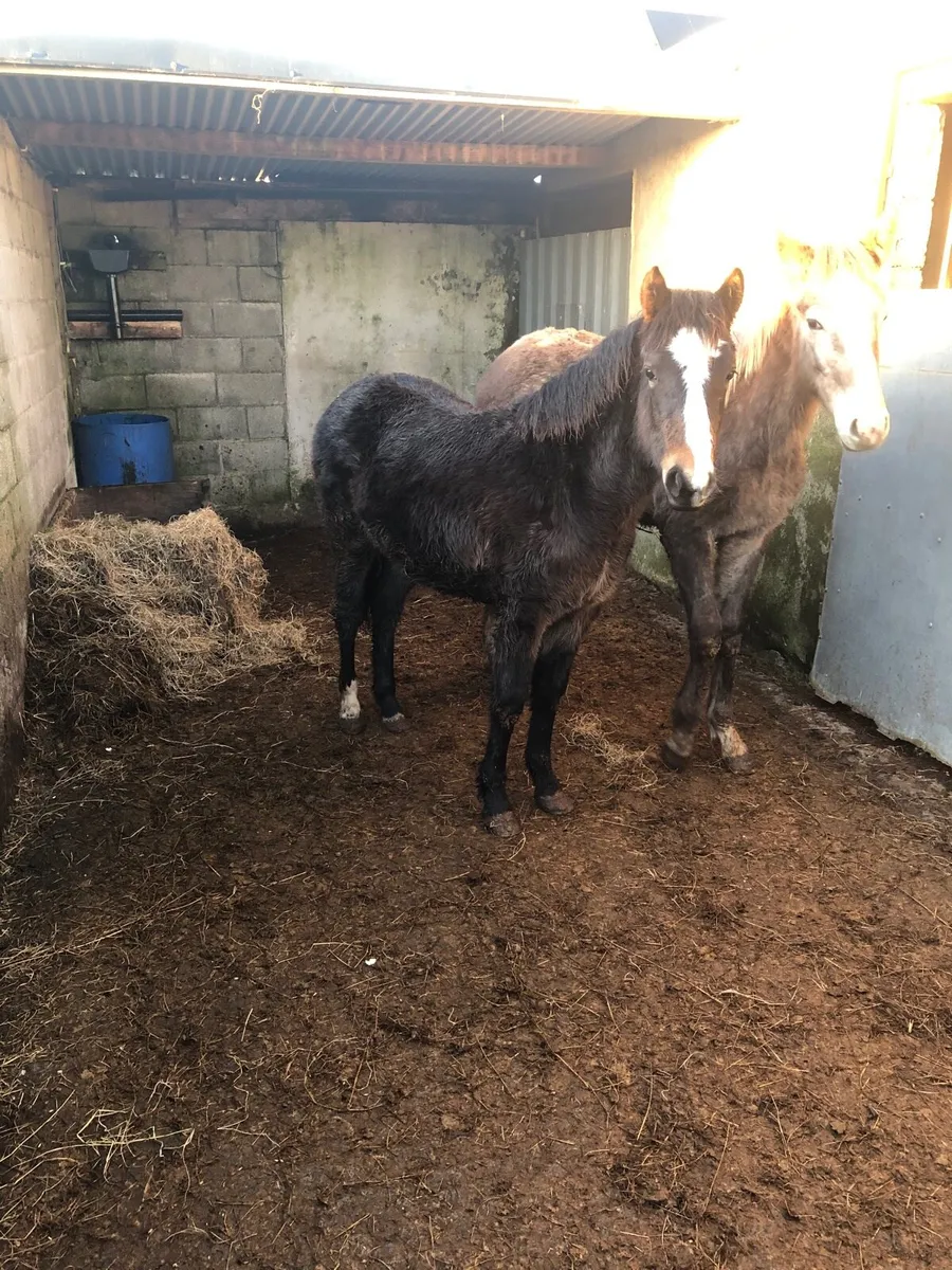 2 filly foals for sale - Image 2