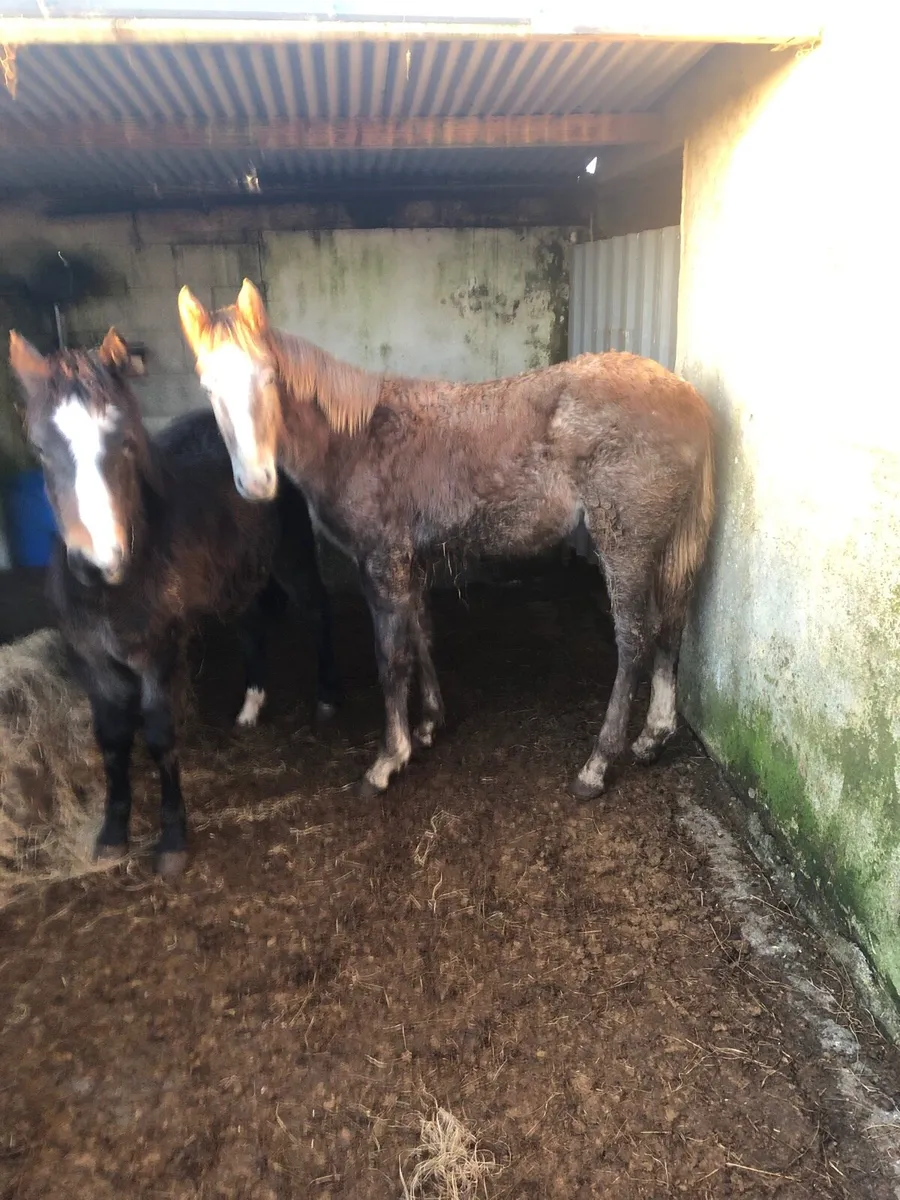 2 filly foals for sale - Image 3