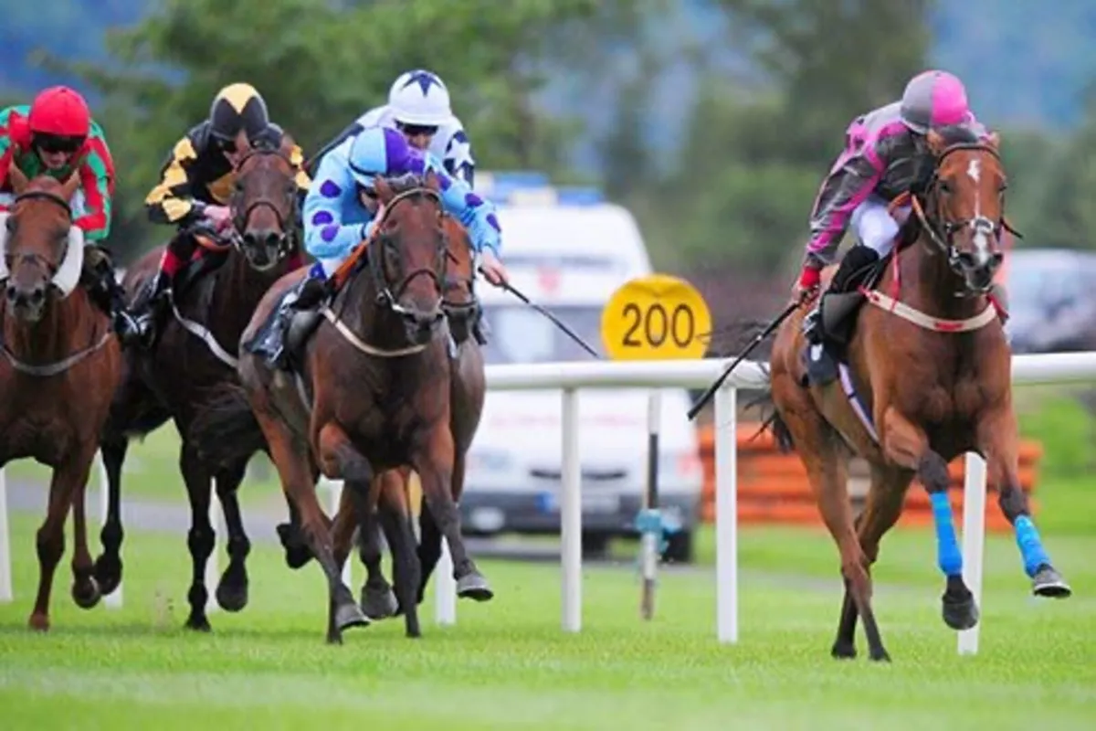 7 time winning broodmare - Image 4