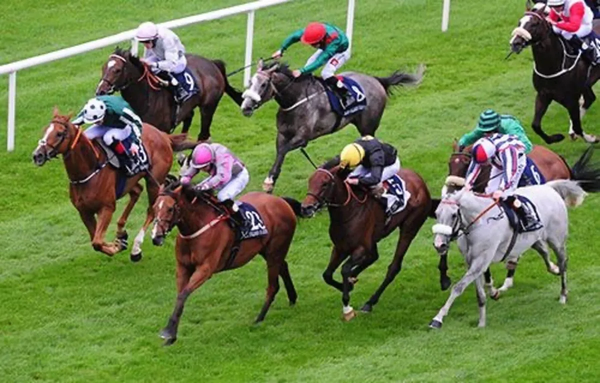 7 time winning broodmare - Image 1